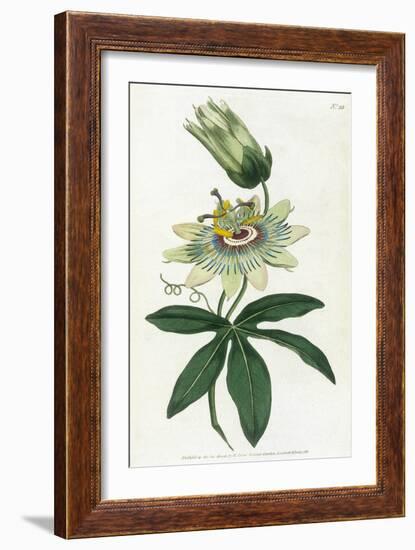 Passiflora Caerulea-William Curtis-Framed Art Print