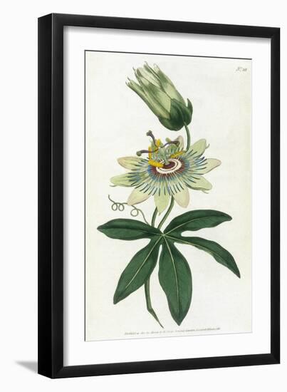 Passiflora Caerulea-William Curtis-Framed Art Print
