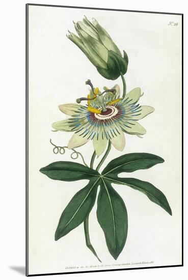 Passiflora Caerulea-William Curtis-Mounted Art Print