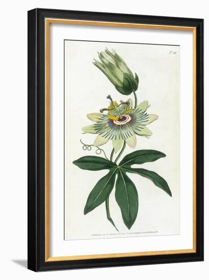 Passiflora Caerulea-William Curtis-Framed Art Print