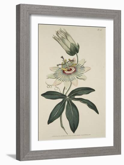 Passiflora Coerulea (Common Passion Flower), from the Botanical Magzaine or Flower Garden Displayed-English School-Framed Giclee Print