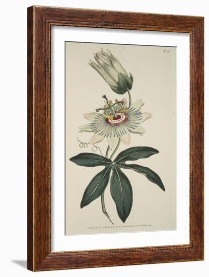 Passiflora Coerulea (Common Passion Flower), from the Botanical Magzaine or Flower Garden Displayed-English School-Framed Giclee Print