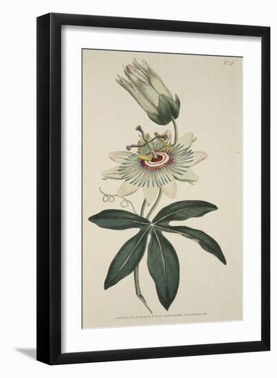 Passiflora Coerulea (Common Passion Flower), from the Botanical Magzaine or Flower Garden Displayed-English School-Framed Giclee Print