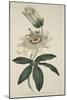 Passiflora Coerulea (Common Passion Flower), from the Botanical Magzaine or Flower Garden Displayed-English School-Mounted Giclee Print