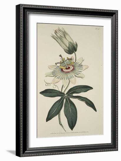 Passiflora Coerulea (Common Passion Flower), from the Botanical Magzaine or Flower Garden Displayed-English School-Framed Giclee Print