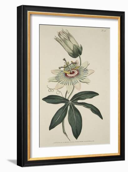 Passiflora Coerulea (Common Passion Flower), from the Botanical Magzaine or Flower Garden Displayed-English School-Framed Giclee Print