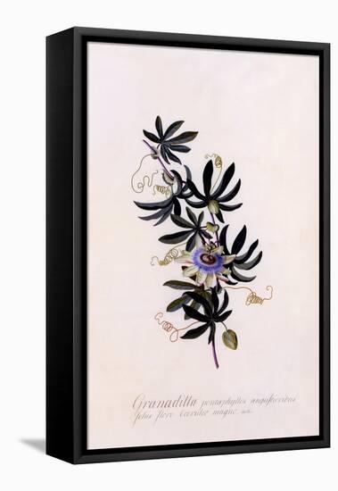 Passiflora Granadilla, C.1745-Georg Dionysius Ehret-Framed Premier Image Canvas