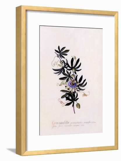 Passiflora Granadilla, C.1745-Georg Dionysius Ehret-Framed Giclee Print