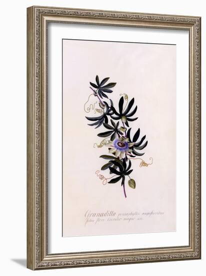 Passiflora Granadilla, C.1745-Georg Dionysius Ehret-Framed Giclee Print