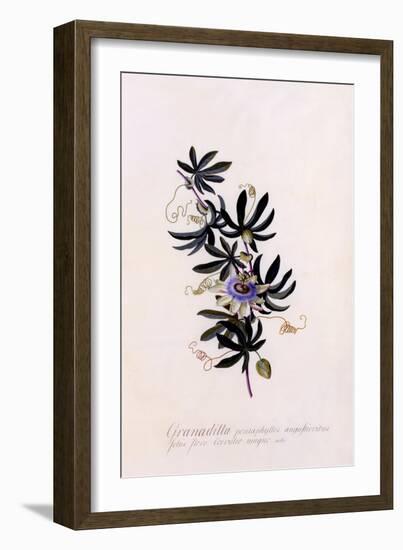 Passiflora Granadilla, C.1745-Georg Dionysius Ehret-Framed Giclee Print