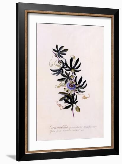 Passiflora Granadilla, C.1745-Georg Dionysius Ehret-Framed Giclee Print