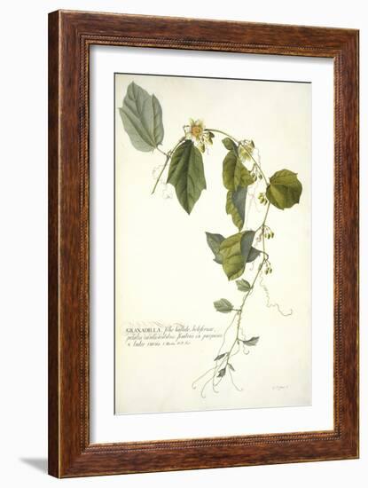 Passiflora Holosericea (Passion Flower)-Georg Dionysius Ehret-Framed Giclee Print