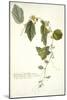 Passiflora Holosericea (Passion Flower)-Georg Dionysius Ehret-Mounted Giclee Print