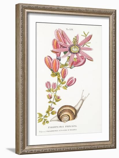 Passiflora Princeps, Plate Lix, from L'antotrofia Ossia La Coltivazione De'fiori by Antonio Picciol-Italian School-Framed Giclee Print