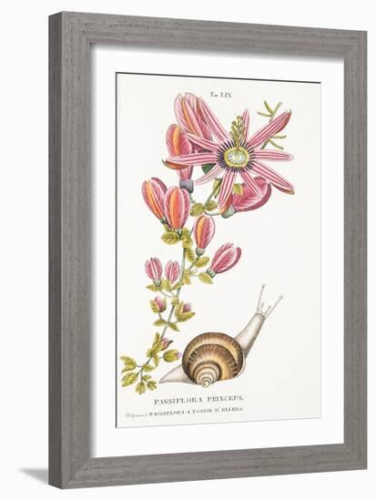 Passiflora Princeps, Plate Lix, from L'antotrofia Ossia La Coltivazione De'fiori by Antonio Picciol-Italian School-Framed Giclee Print