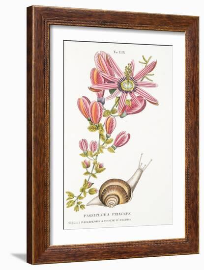 Passiflora Princeps, Plate Lix, from L'antotrofia Ossia La Coltivazione De'fiori by Antonio Picciol-Italian School-Framed Giclee Print