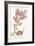 Passiflora Princeps, Plate Lix, from L'antotrofia Ossia La Coltivazione De'fiori by Antonio Picciol-Italian School-Framed Giclee Print