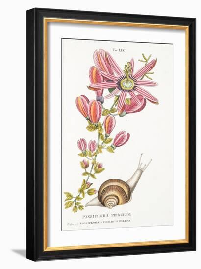 Passiflora Princeps, Plate Lix, from L'antotrofia Ossia La Coltivazione De'fiori by Antonio Picciol-Italian School-Framed Giclee Print