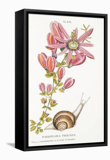 Passiflora Princeps, Plate Lix, from L'antotrofia Ossia La Coltivazione De'fiori by Antonio Picciol-Italian School-Framed Premier Image Canvas