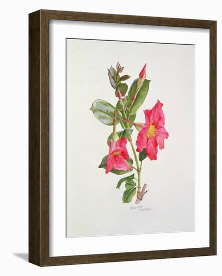 Passiflora Princess Eugenia, C.1980-Brenda Moore-Framed Giclee Print