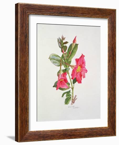 Passiflora Princess Eugenia, C.1980-Brenda Moore-Framed Giclee Print