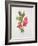 Passiflora Princess Eugenia, C.1980-Brenda Moore-Framed Giclee Print