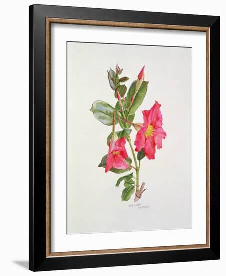 Passiflora Princess Eugenia, C.1980-Brenda Moore-Framed Giclee Print