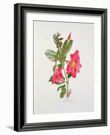 Passiflora Princess Eugenia, C.1980-Brenda Moore-Framed Giclee Print