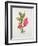 Passiflora Princess Eugenia, C.1980-Brenda Moore-Framed Premium Giclee Print
