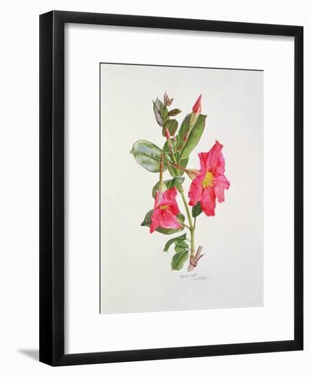 Passiflora Princess Eugenia, C.1980-Brenda Moore-Framed Premium Giclee Print