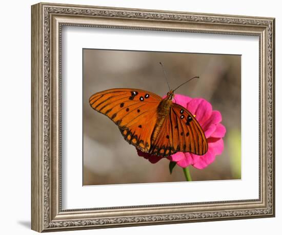 Passion Butterfly-Pat Sullivan-Framed Photographic Print