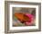 Passion Butterfly-Pat Sullivan-Framed Photographic Print