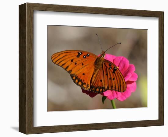 Passion Butterfly-Pat Sullivan-Framed Photographic Print