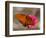 Passion Butterfly-Pat Sullivan-Framed Photographic Print