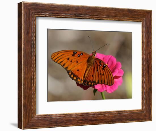 Passion Butterfly-Pat Sullivan-Framed Photographic Print