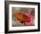 Passion Butterfly-Pat Sullivan-Framed Photographic Print