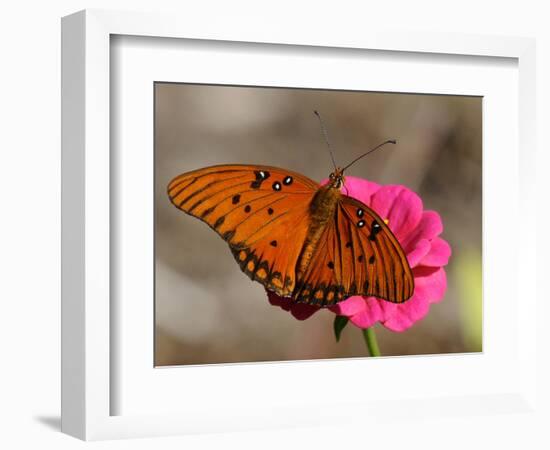 Passion Butterfly-Pat Sullivan-Framed Photographic Print