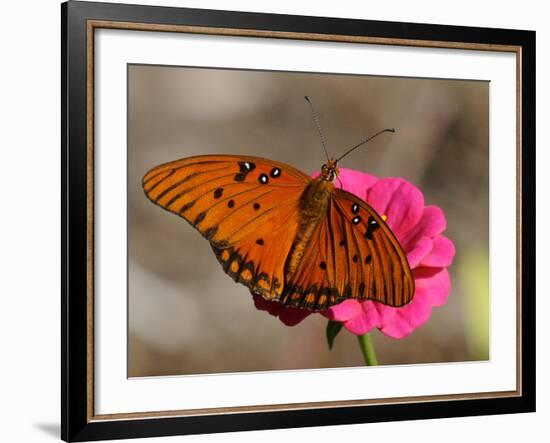 Passion Butterfly-Pat Sullivan-Framed Photographic Print