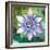 Passion Flower II-Jenny McGee-Framed Art Print