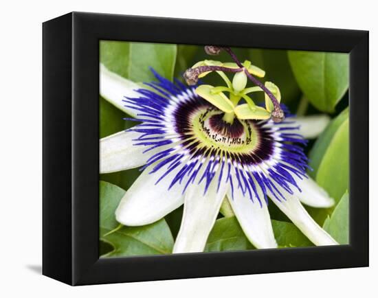 Passion Flower (Passiflora Caerulea)-Adrian Bicker-Framed Premier Image Canvas