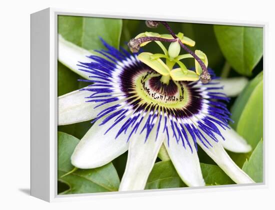 Passion Flower (Passiflora Caerulea)-Adrian Bicker-Framed Premier Image Canvas