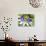 Passion Flower (Passiflora Caerulea)-Adrian Bicker-Photographic Print displayed on a wall