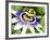 Passion Flower (Passiflora Caerulea)-Adrian Bicker-Framed Photographic Print