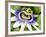 Passion Flower (Passiflora Caerulea)-Adrian Bicker-Framed Photographic Print