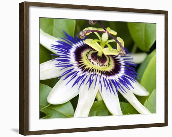 Passion Flower (Passiflora Caerulea)-Adrian Bicker-Framed Photographic Print