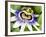 Passion Flower (Passiflora Caerulea)-Adrian Bicker-Framed Photographic Print