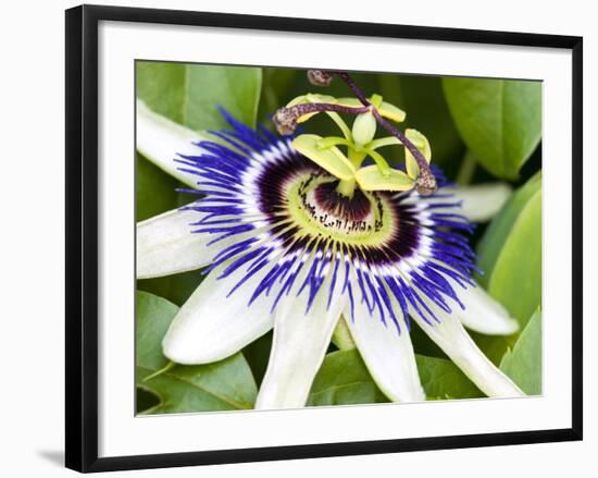 Passion Flower (Passiflora Caerulea)-Adrian Bicker-Framed Photographic Print