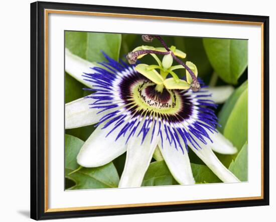 Passion Flower (Passiflora Caerulea)-Adrian Bicker-Framed Photographic Print