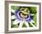 Passion Flower (Passiflora Caerulea)-Adrian Bicker-Framed Photographic Print