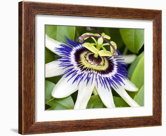 Passion Flower (Passiflora Caerulea)-Adrian Bicker-Framed Photographic Print